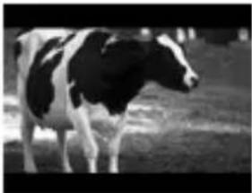 Black and white cow standing in a grassy field (no text or symbols visible)
