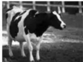 Black and white cow standing in a fenced enclosure (no visible text or symbols)
