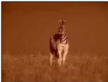 APPLE Motion 5.1 - Sepia - 2