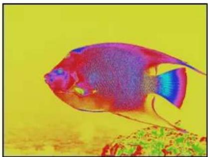APPLE Motion 5.1 - Gradient Colorize - 2