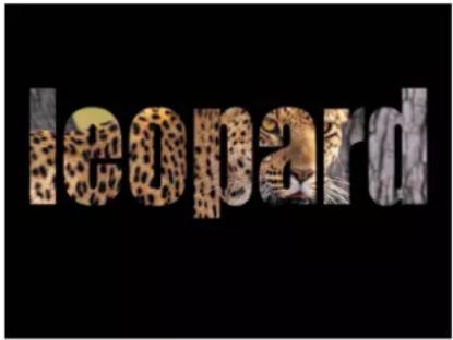 leopard