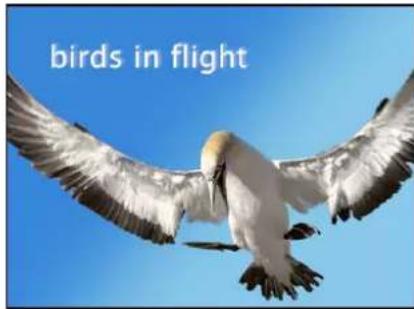 birds in flight