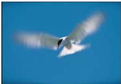 APPLE Motion 5.1 - Radial Blur - 2