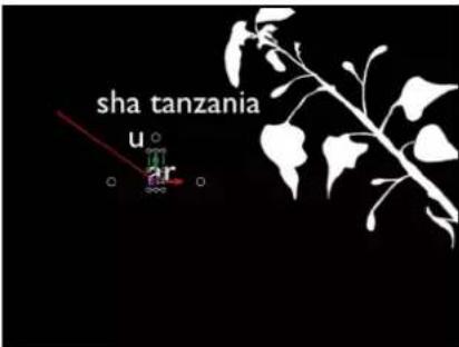 sha tanzania u m ar o