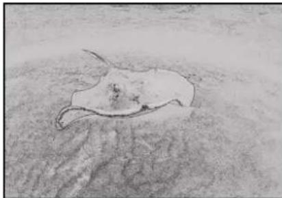APPLE Motion 5.1 - Line Art - 2
