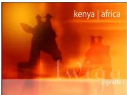 kenya | africa [giraffe]