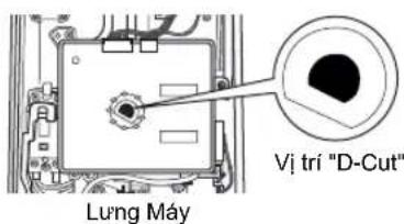 Lung Mây Vị trí "D-Cut"