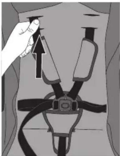 Evenflo Clover - HARNESS - 1