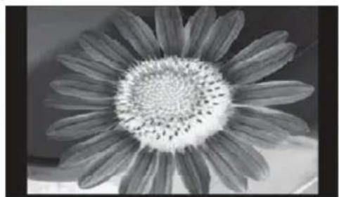 SENCOR Element P030 - A static image can damage the LCD display permanently. - 1