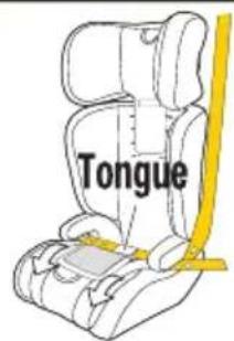 Tongue