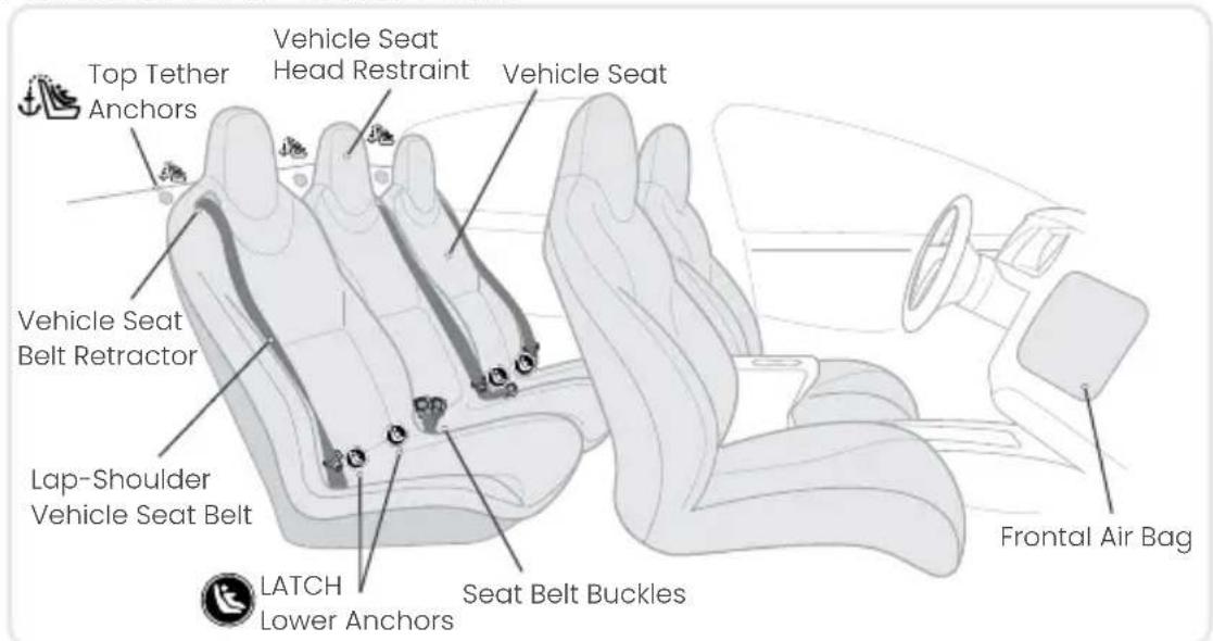 Top Tether Anchors Vehicle Seat Head Restraint Vehicle Seat Vehicle Seat Belt Retractor Lap-Shoulder Vehicle Seat Belt LATCH Lower Anchors Seat Belt Buckles Frontal Air Bag