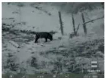 Black-and-white photo of a bear standing on a snowy slope with vertical posts in the background (no visible text or symbols)