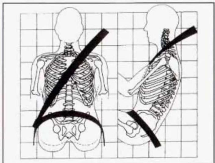 Illustration of human skeletal anatomy showing front and side views with a belt (no text or labels)