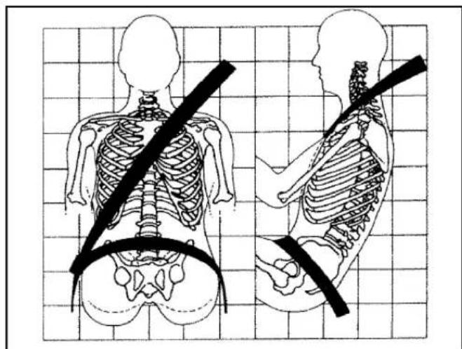 Illustration of human skeletal anatomy showing front and side views with a diagonal belt (no text or labels)