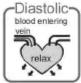 Diastolic blood entering vein relax