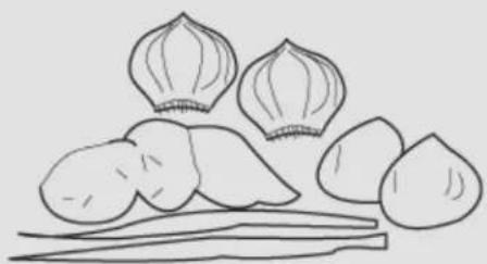 Simple line drawing of various food items including peaches, garlic bulbs, and pickles (no text or symbols)