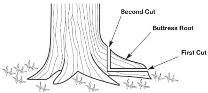 Second Cut Buttress Root First Cut