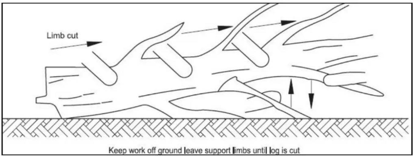 Limb cut Keep work off ground leave support limbs until log is cut