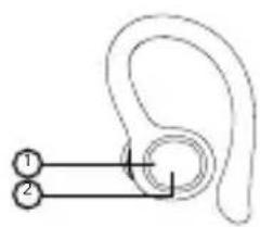 Diagram of an ear with labeled parts, showing ear structure and finger placement for hearing or ear removal.
