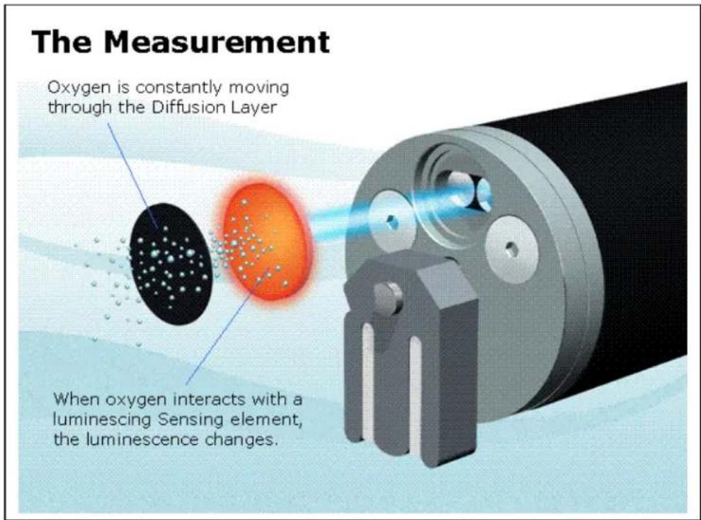 The Measurement Oxygen is constantly moving through the Diffusion Layer When oxygen interacts with a luminescing Sensing element, the luminescence changes.