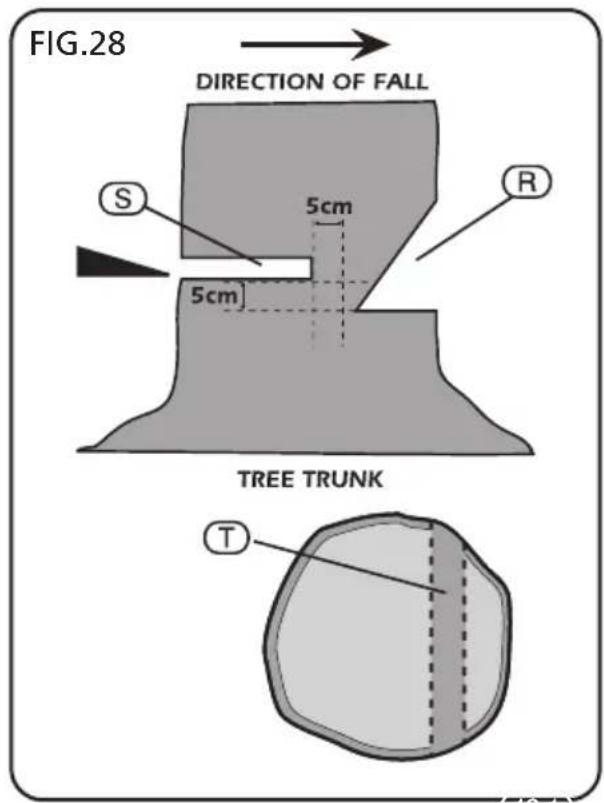 FIG.28 DIRECTION OF FALL S 5cm R 5cm TREE TRUNK T