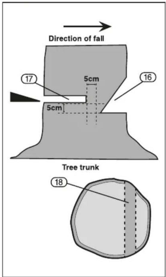 Direction of fall 17 5cm 16 5cm Tree trunk 18