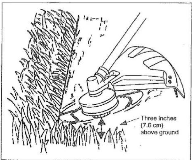 Three inches (7.6 cm) above ground