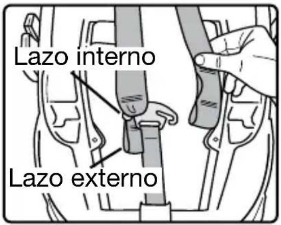 Lazo interno Lazo externo