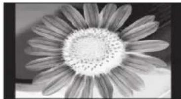 SENCOR SLE 39A1000M4 - Displaying a static image may cause permanent damage to the LCD panel. - 1