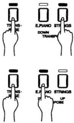 TRANS- EPIANO STRINGS DOWN TRANSP TRANS- TRANS- EPIANO STRINGS UP POSE