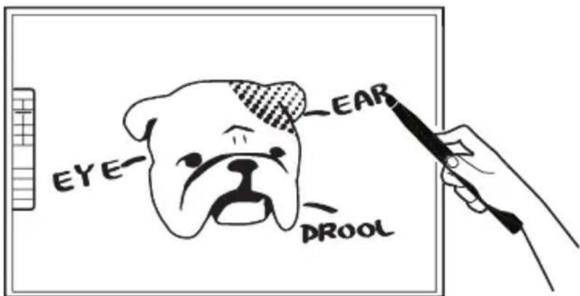 EYE EAR DROOL