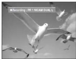 Recording : PR 1 NICAM DUAL L