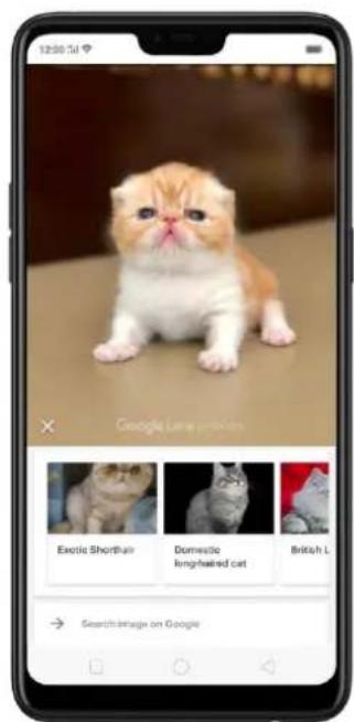 12:00 5th Google Live video Exotic Shorthair Domestic long-haired cat British L. Search Image on Google