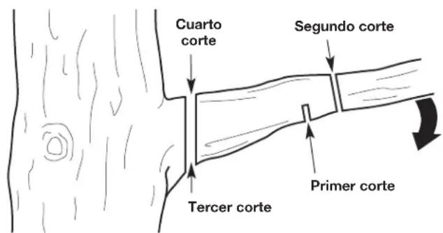 Cuarto corte Segundo corte Tercer corte Primer corte