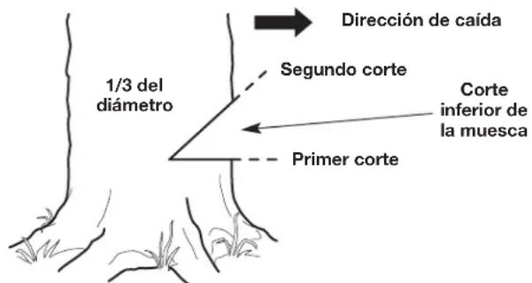 Dirección de caída 1/3 del diámetro Segundo corte Corte inferior de la muesca Primer corte