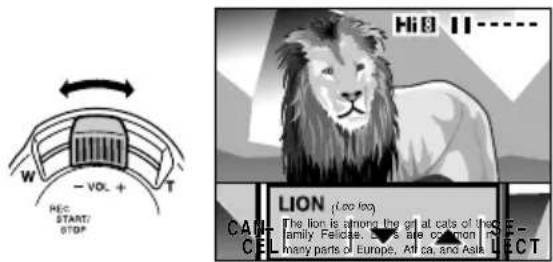 Hi 8 11 W - VOL + REC: START/ STOP LION (Too too) THE LION IS shorna the girl at cats of the family Feliciae. She is common in many parts of Europe, Art ca. and Asia. CANCE ELECT