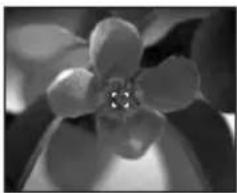 Close-up black-and-white photo of a flower with five petals and a central dot (no text or symbols)