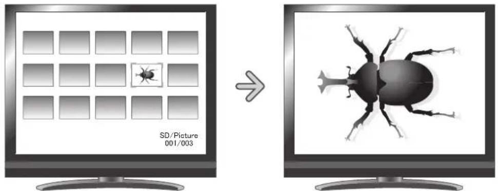 SD/Picture 001/003