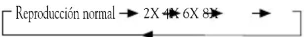 Reproducción normal → 2X 4X 6X 8X →