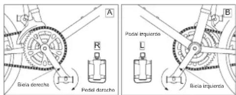 A R Biola dorachio Pedal dorachio L Biola triquierto B