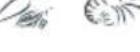 Fisher & Paykel H280XR - Recommended freezer storage times - 7