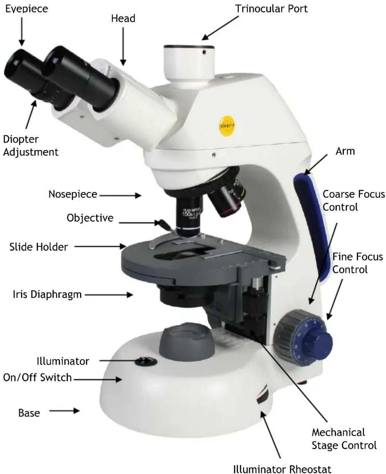 Eyepiece Head Diopter Adjustment Trinocular Port Nosepiece Objective Slide Holder Iris Diaphragm Illuminator On/Off Switch Base Arm Coarse Focus Control Fine Focus Control Mechanical Stage Control Illuminator Rheostat