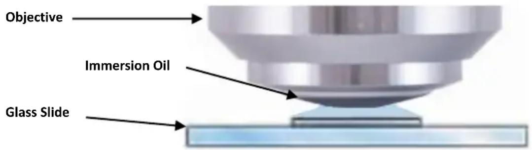 Objective Immersion Oil Glass Slide