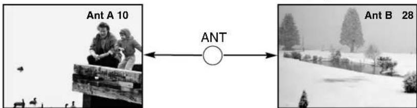 Ant A 10 ANT Ant B 28