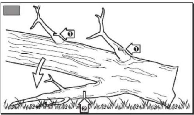 Diagram illustrating tree species movement with labeled arrows and numbered positions, likely illustrating ecological or biological processes.