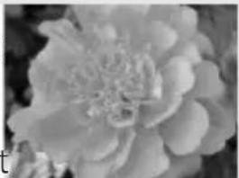 NIKON Coolpix 3700 - Gevoeligheid (ISO-equivalent) - 2