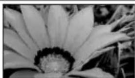 SONY DCR-SR33 - Bloemen van dichtbij - 1