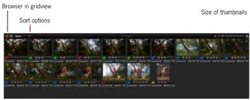 Browser in gridview Sort options Size of thumbnails