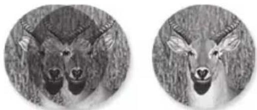 Carson 3D Series TD-042EDMO - Eye Adjustments - 1