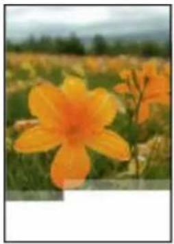 Close-up of vibrant orange flowers in a field with distant hills and cloudy sky (no text or symbols)